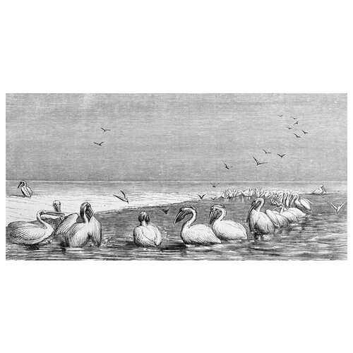 ������ �� ������ �������� (Pelicans) �2 82��. x 40��. 2490�