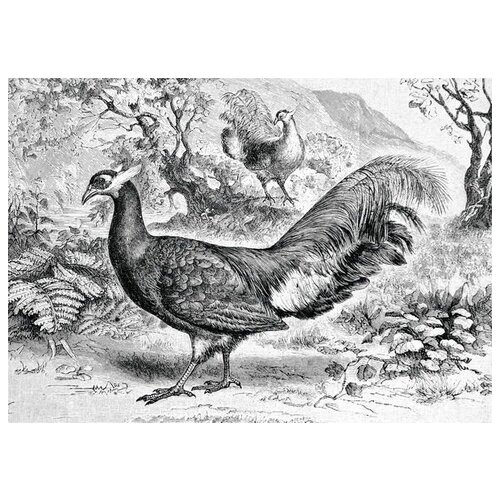 ������ �� ������ ������ (Peacock) �8 42��. x 30��. 1270�