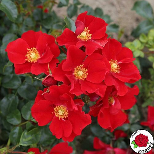Роза почвопокровная Aleksander von Humboldt 1001р