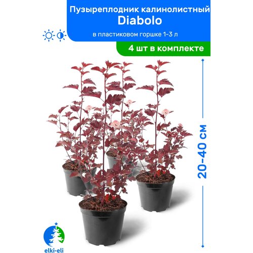 Пузыреплодник калинолистный Diabolo (Дьяболо) 20-40 см в пластиковом горшке 1-3 л, саженец, лиственное живое растение, комплект из 4 шт 2580р