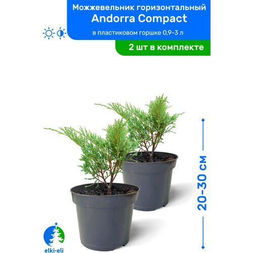 Можжевельник горизонтальный Andorra Compact (Андорра Компакт) 20-30 см в пластиковом горшке 0,9-3 л, саженец, хвойное живое растение, комплект из 2 шт 2390р