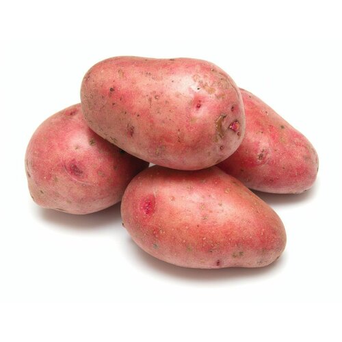 Клубни картофеля сорта 