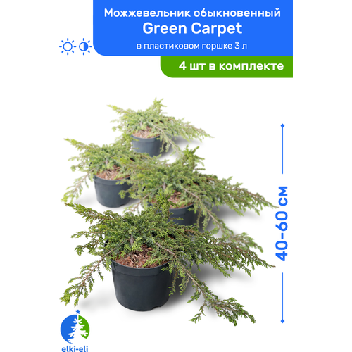 Можжевельник обыкновенный Green Carpet (Грин Карпет) 40-60 см в пластиковом горшке 3 л, саженец, хвойное живое растение, комплект из 4 шт 9400р