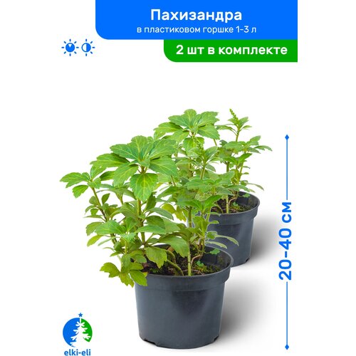 Пахизандра 20-40 см в пластиковом горшке 1-3 л, саженец, лиственное живое растение, комплект из 2 шт 1790р