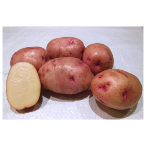 Семенной картофель жуковский ранний (суперэлита) 899р