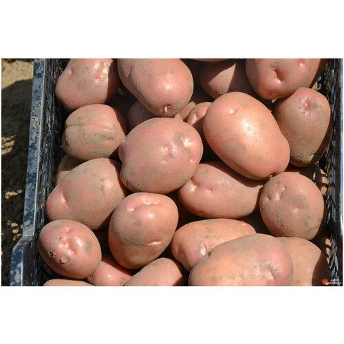 Картофель семенной селекционный сортовой Рикарда клубни 2 кг 680р