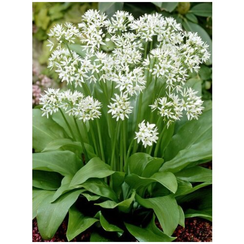   ( ,  ) / Allium ursinum, 30  333