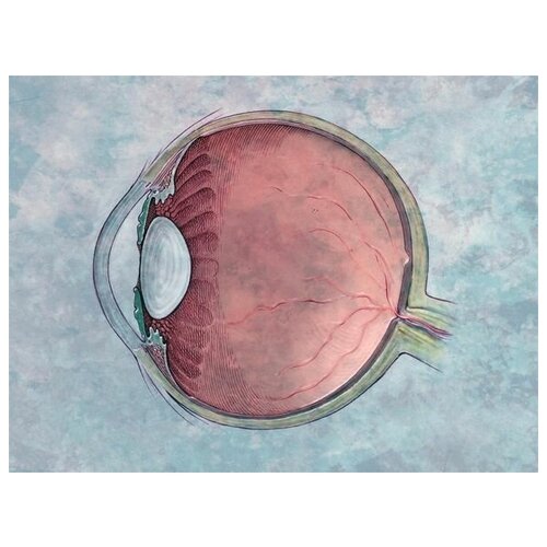       (Eye structure) 1 67. x 50.,  2470   