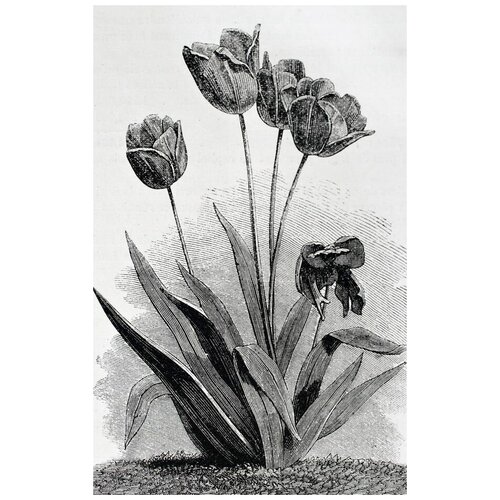 ������ �� ������ �������� (Tulips) �23 40��. x 63��. 2050�