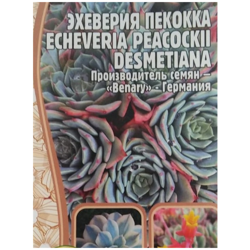 Семена Эхеверии Пекокка (Echeveria Peacockii desmetiana) (5 семян) 210р