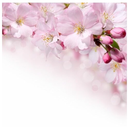      (Sakura) 13 40. x 40.,  1460   