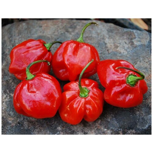     (. Jamaican Red Pepper )  5,  460  MagicForestSeeds