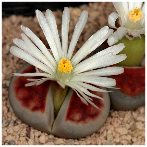      Lithops karasmontana Summitatum 10 .,  350  