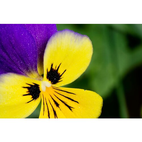 Фиалка трёхцветная (лат. Viola tricolor) семена 100шт 345р