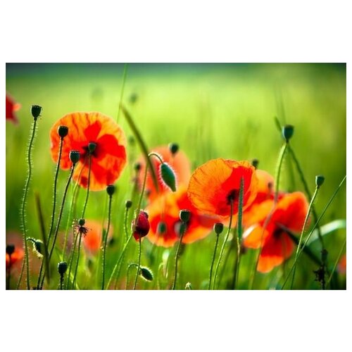 ������ �� ������ ���� (Poppies) �5 60��. x 40��. 1950�