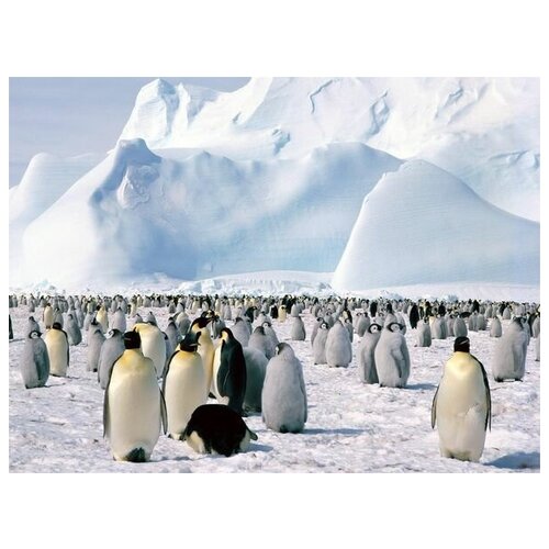      (Emperor penguins) 1 67. x 50. 2470
