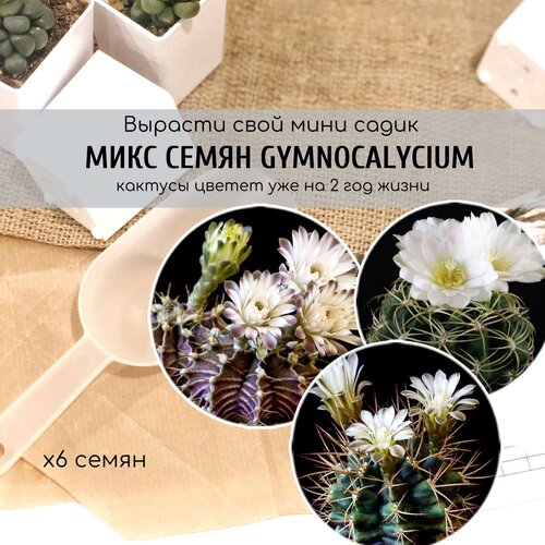 Семена кактусов с белыми цветами Gymnocalycium от Бюро семян суккулентов / Микс из 6 семян 340р