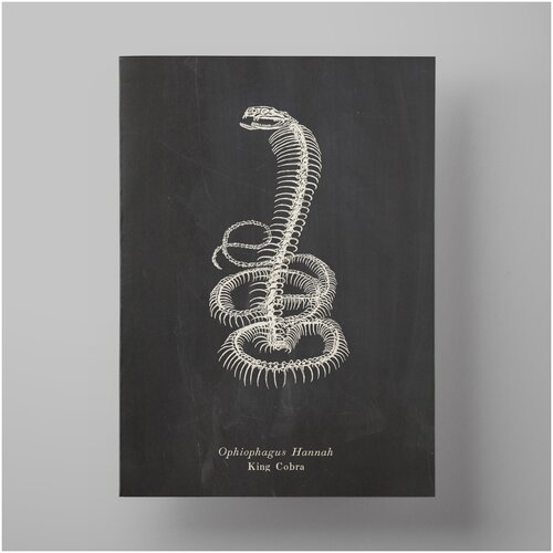 ������ ������ �����, cobra skeleton, 30�40 �� / ������ ����������� / ������� �� ����� 590�