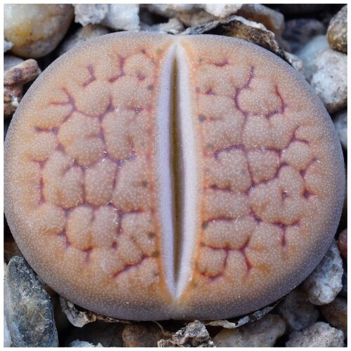 Семена Орешка Суккулент Литопс Lithops hookeri f. vermiculate 10 шт. 350р