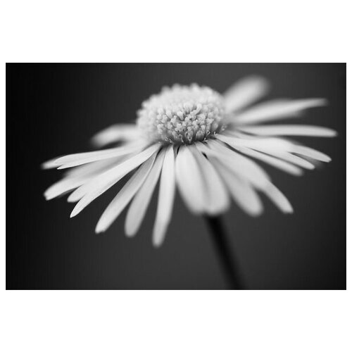 ������ �� ������ ������� (Camomile) 45��. x 30��. 1340�