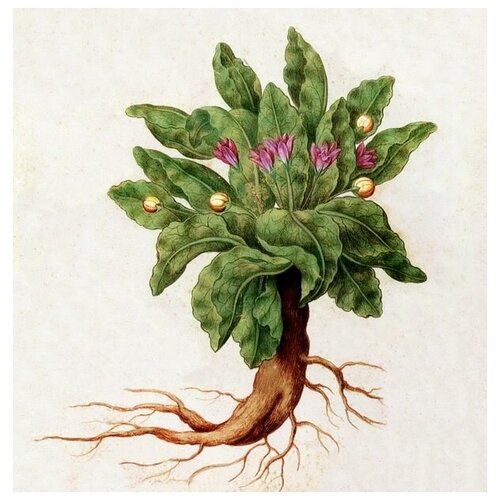         (A plant with purple flowers)   40. x 41.,  1500   