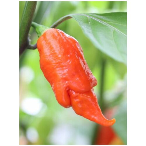     Trinidad Scorpion Long SR, 5 ,  405   Shop