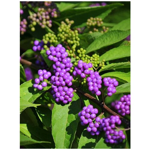    (  ) / Callicarpa bodinieri, 10  356