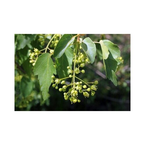    -   (. Acer oliverianum)  10,  350  MagicForestSeeds