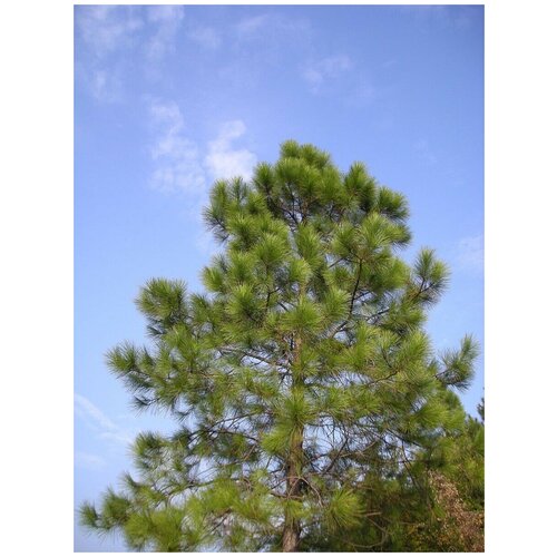 Семена Сосна Массона / Китайская красная сосна / Хвоща / Pinus massoniana, 20 штук 374р