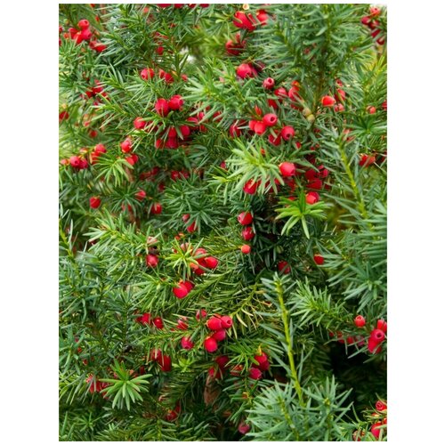 Семена Тис ягодный (красное дерево) / Taxus baccata, 10 штук 365р
