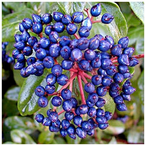   (. Viburnum tinus) -  20 340