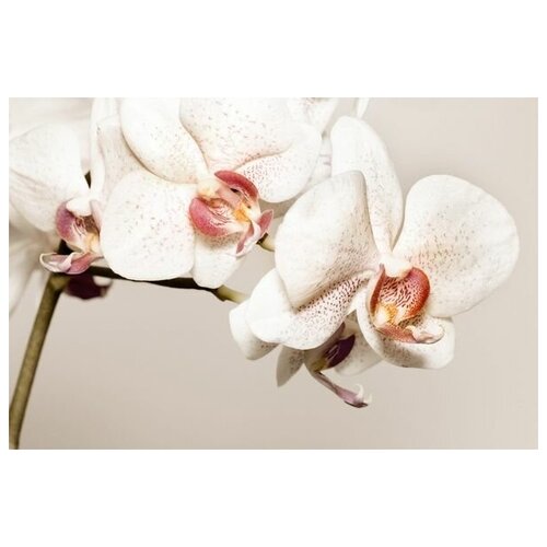      (Orchids) 3 60. x 40.,  1950   