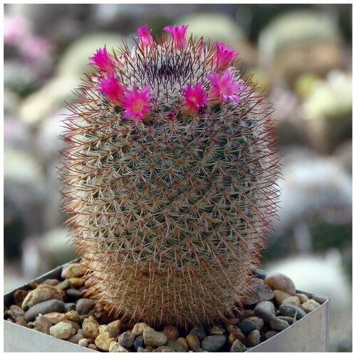      Mammillaria conspicua P-468 10 .,  350  