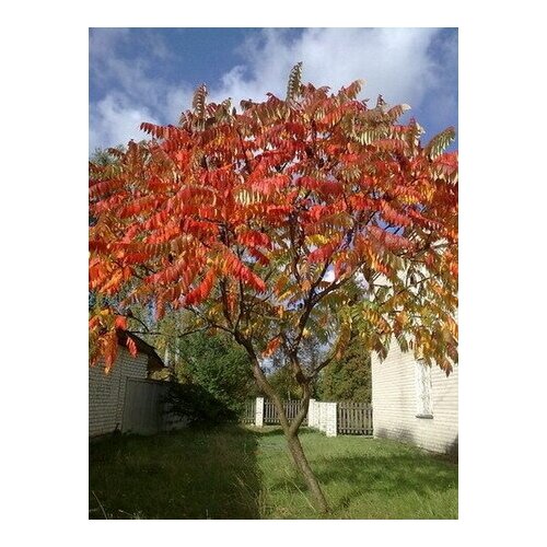     (. Rhus typhina Dissecta)  250,  350  MagicForestSeeds