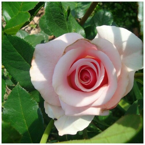 Роза чайно-гибридная Вивальди ( 40-60 см С5 ) 2979р