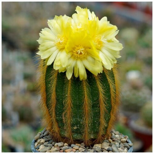     Eriocactus warasii 10 . 350