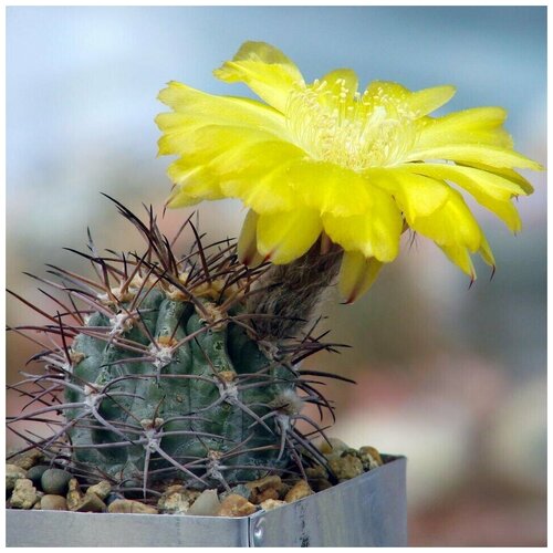      Acanthocalycium griseum 10 .,  350  