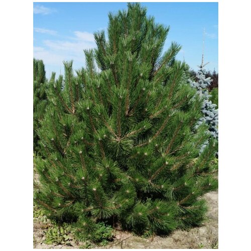    () / Pinus nigra pallasiana, 150  855