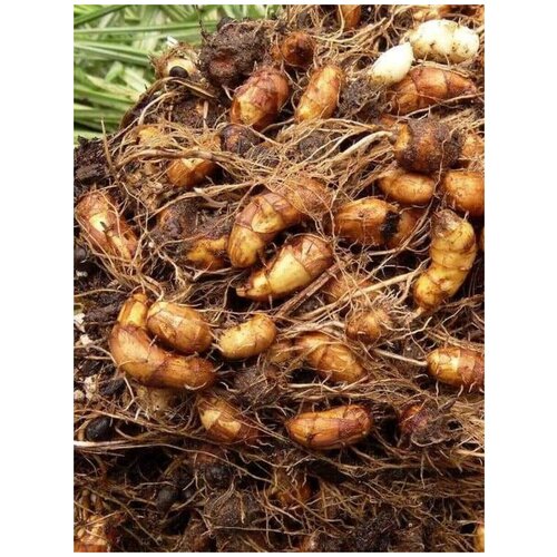 Семена Чуфа (Тигровый орех) / Cyperus esculentus, 10 штук 360р