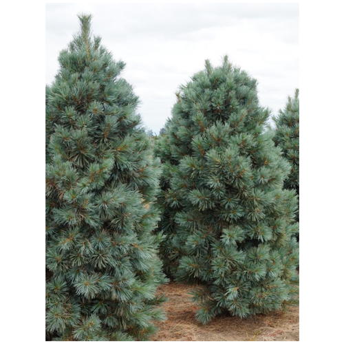 Семена Кедр корейский / Pinus koraiensis, 15 штук 464р