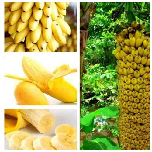 Банан карликовый, семена 10шт. 375р