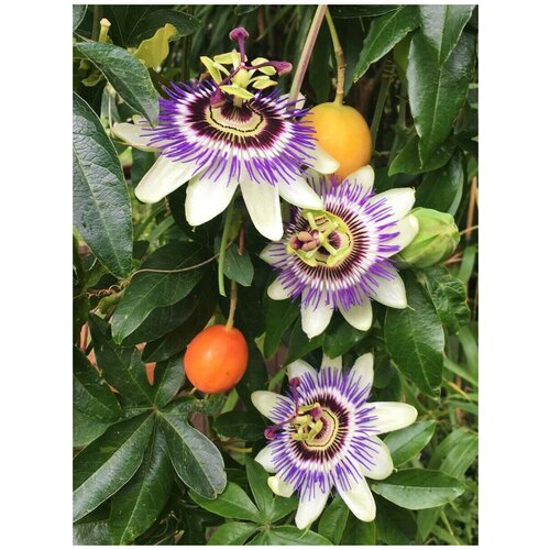    ( ) / Passiflora edulis, 5 ,  356   Shop