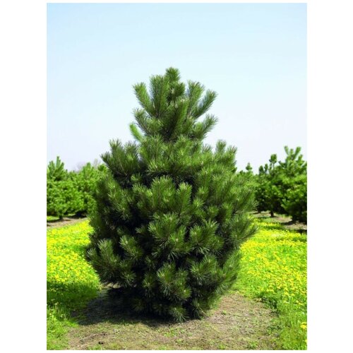     () / Pinus nigra, 15 ,  405   Shop