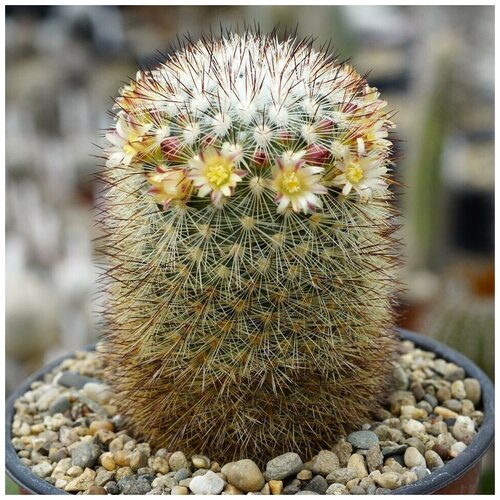     Mammillaria densispina 10 . 350