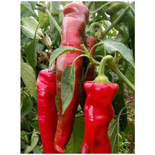 Семена Сладкий перец Ramiro red / Рамиро красный, 5 штук 342р
