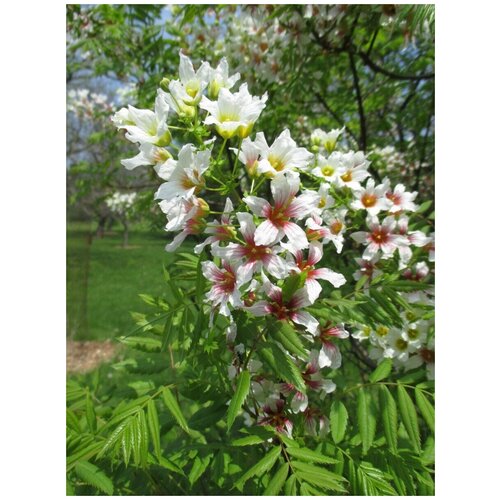 Семена Чекалкин орех (Ксантоцерас рябинолистный) / Xanthoceras sorbifolium, 5 штук 450р