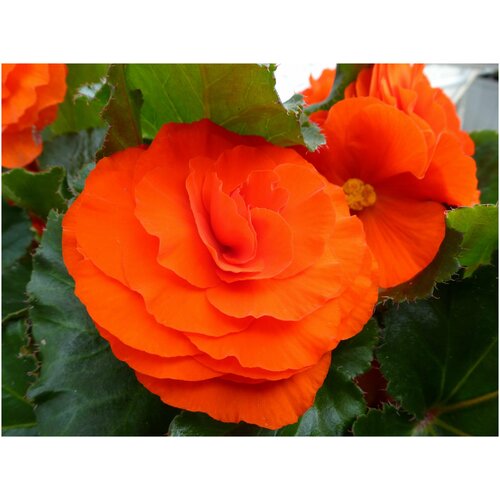 Бегония клубневая крупноцветковая Камелия желто-оранжевая, многолетник для дома и сада, 10 семян 224р