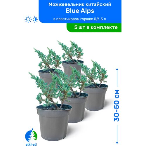 Можжевельник китайский Blue Alps (Блю Альпс) 30-50 см в пластиковом горшке 0,9-3 л, саженец, хвойное живое растение, комплект из 5 шт 9750р