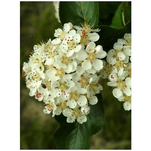    ()  /  / Aronia melanocarpa, 60 ,  750   Shop