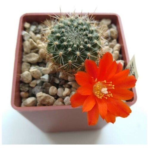     Rebutia ithyacantha L-350 10 . 350